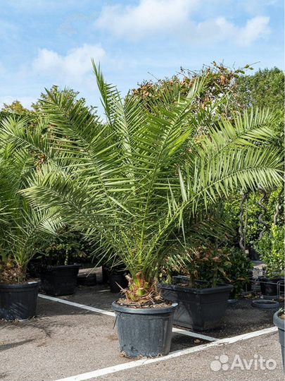 Финик канарский, пальма, семена