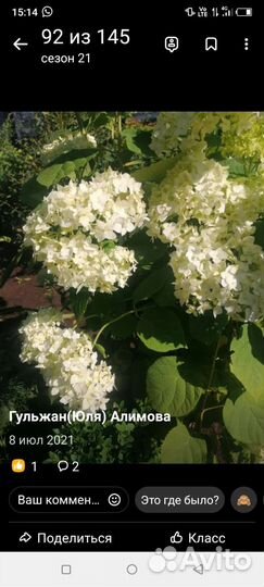 Гортензия
