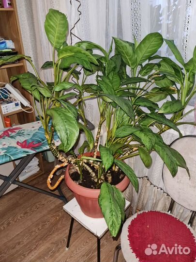 Комнатные растения цветы большие в горшках