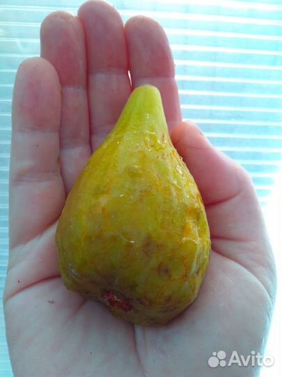 Инжир Брунсвик, Черный, Турецкий кор. в горшках