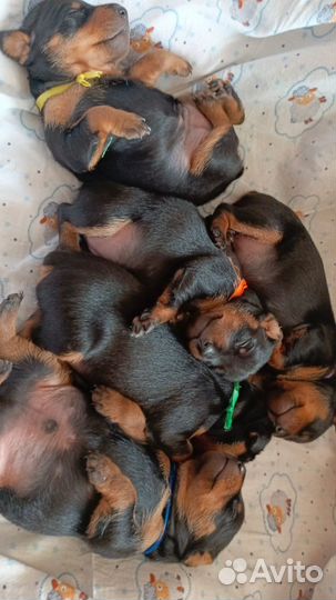 Щенки цвергпинчера