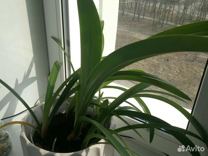 Гиппиаструм