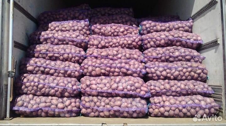 Картофель оптом