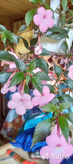 Ризомы ахименесов