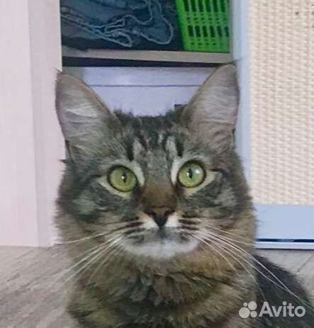 Кошечка Сандра., 1год