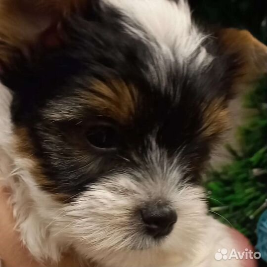 Щенки бивер йорка