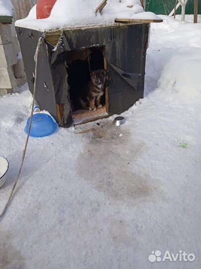 Щенки метисы в добрые руки