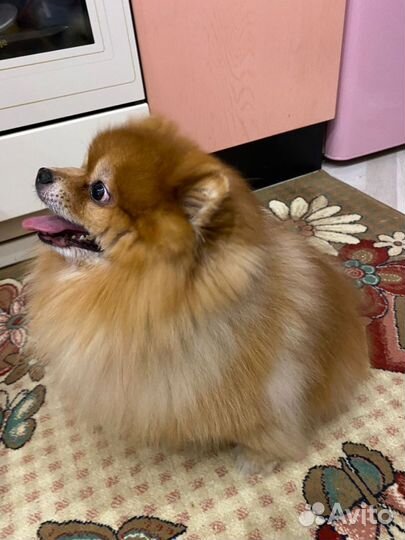 Вязка собак шпиц