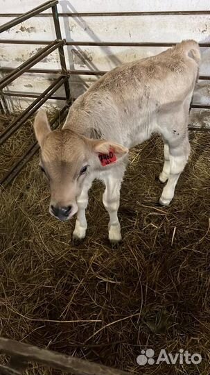 Телята бычки