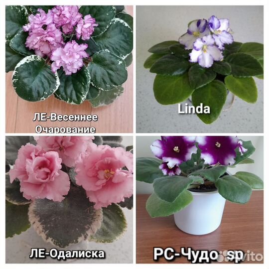 Фиалки детки