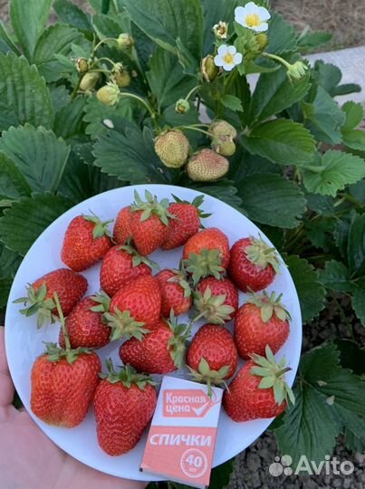 Клубника Мурано Крапо10 Клери Джоли Априка Маша