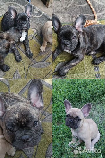 Щенки французы