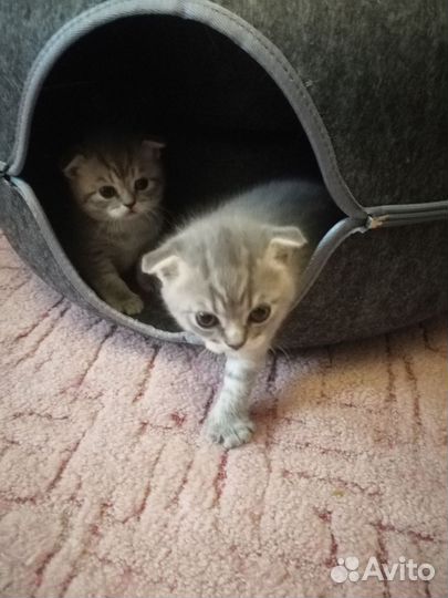 Шотландская