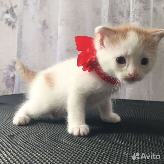 Мальчик котенок