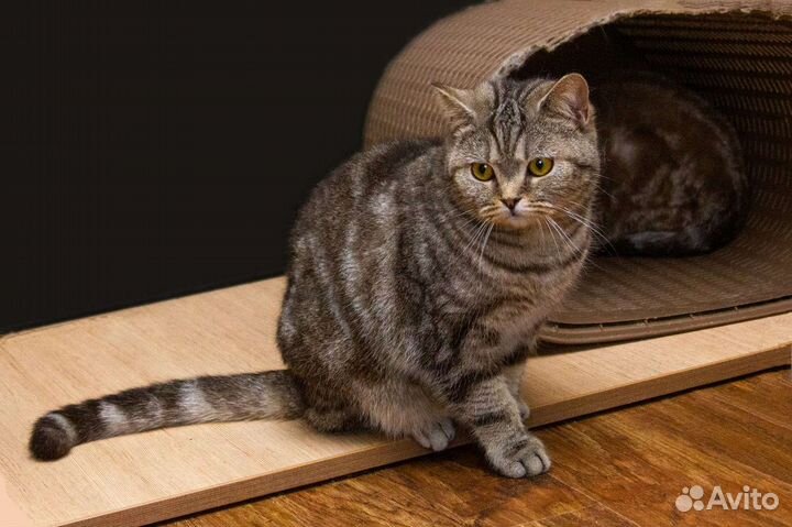 Бесплатно, породистый шотландский котик