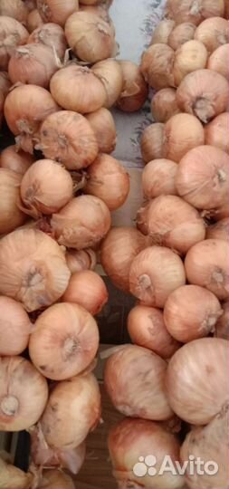 Лук - семейка на посадку