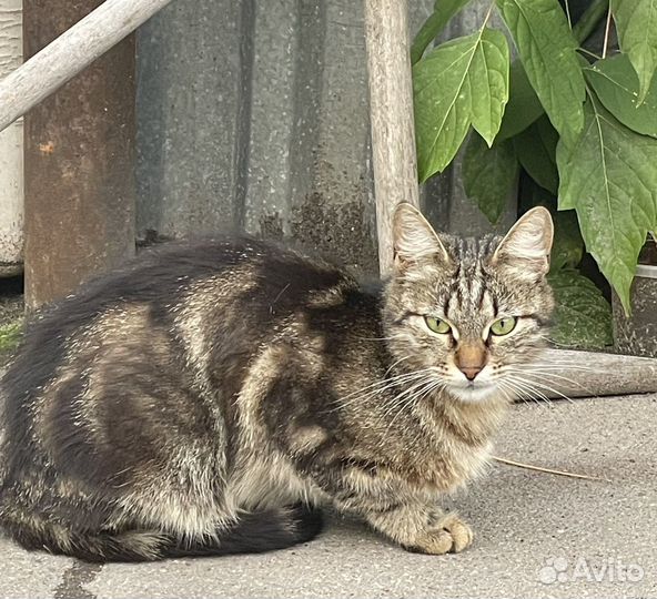 Котенок черный, котенок полосатый