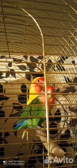 Два попугая неразлучника вместе с большой клеткой