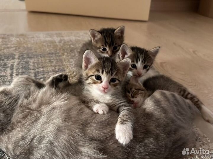 Котята в добрые руки даром
