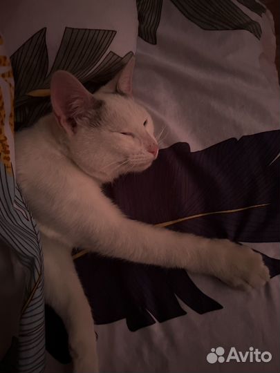 Найденные коты