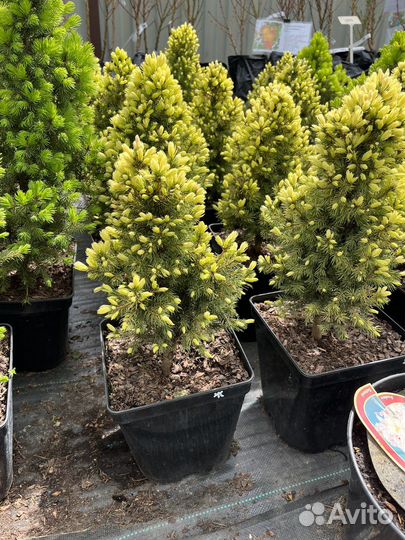 Ели канадские Коника,Рейнбов Энд,Дези Уайт