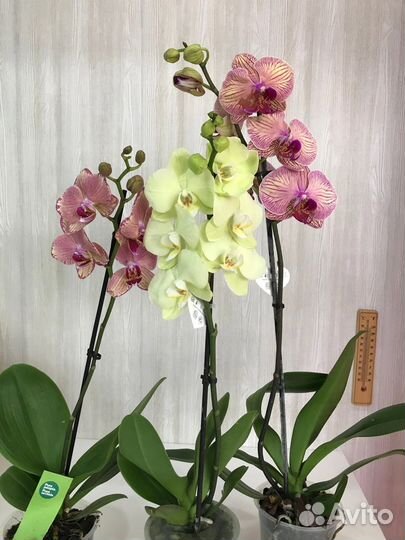 Комнатные домашние растения