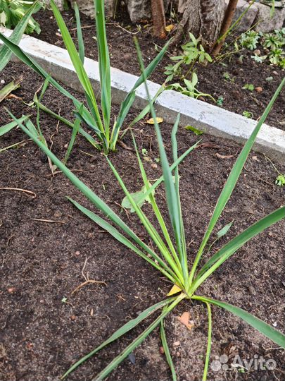 Юкка нитчатая садовая