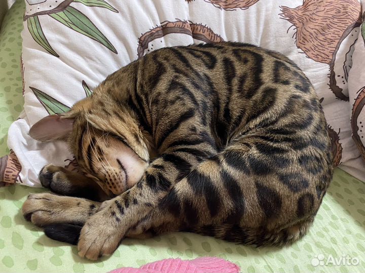 Свести кота