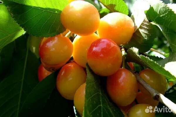 Саженцы Плодовых закрытая и открытая корневая