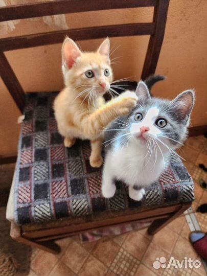 Котята в добрые руки бесплатно