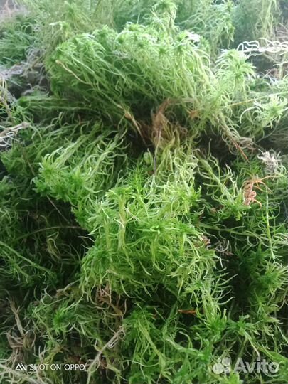 Мох сфагнум живой