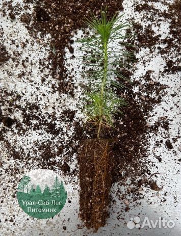 Сосна зкс окс сеянцы Ель Лиственница Голуб Горная
