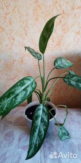 Цветы комнатные