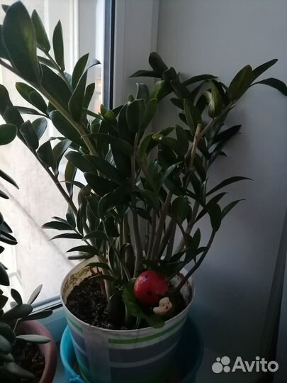 Замиокулькас