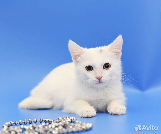 Белоснежный котёнок в дар