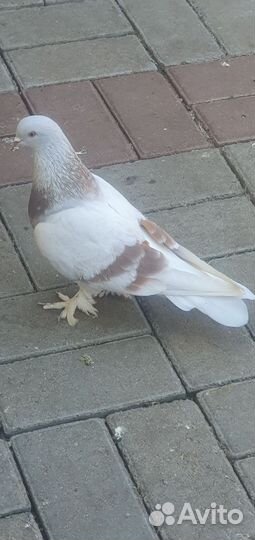 Голуби