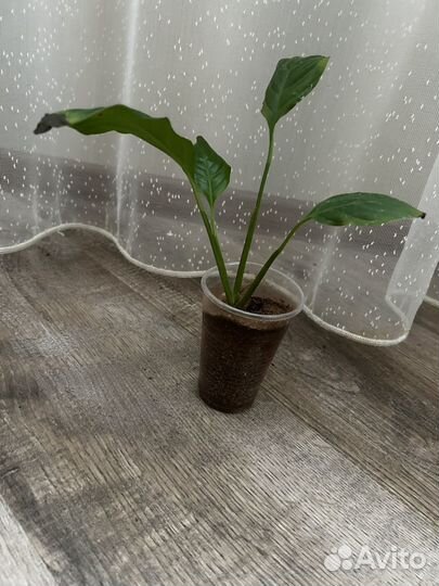 Спатифиллум