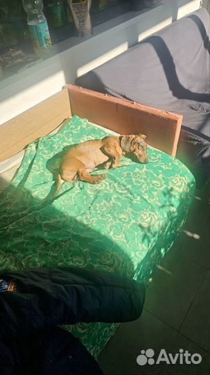 Собака в добрые руки отдам бесплатно