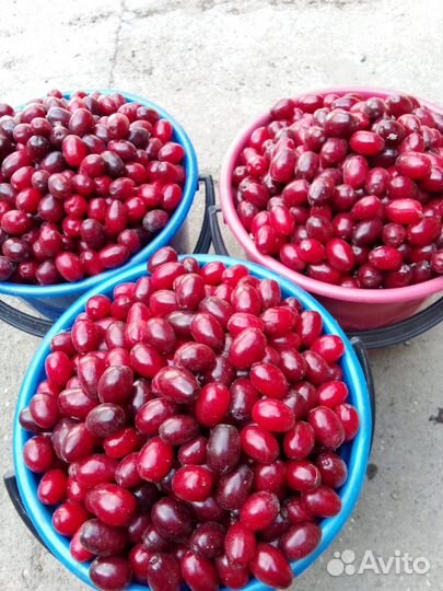 Продаю рассаду малины