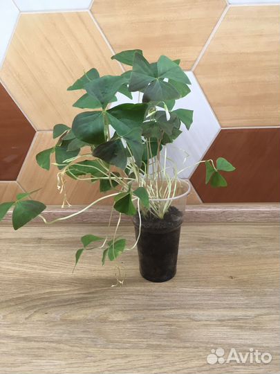 Кислица (оксалис) зеленая