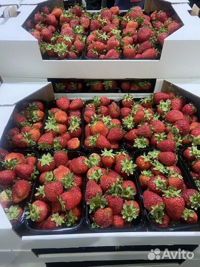 Клубника свежая оптом в шоколаде