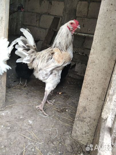 Молодой гергебильский