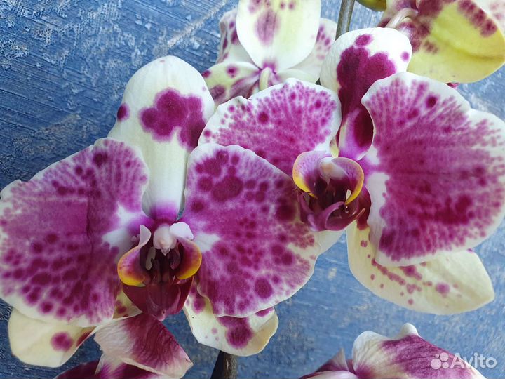 Орхидея фаленопсис Экзотик Пунш Exotic Punch