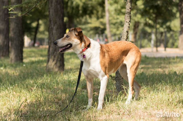 Собака с веснушками ищет дом