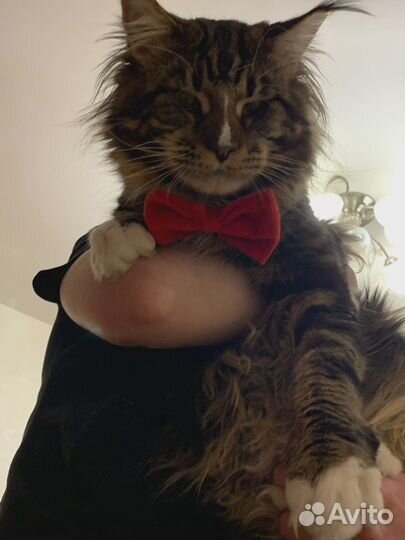 Кот Мейн-кун для вязки