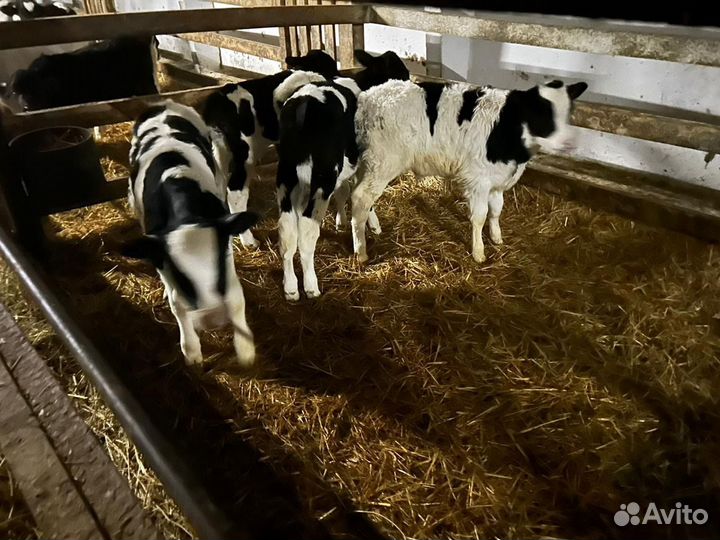 Бычки на откорм