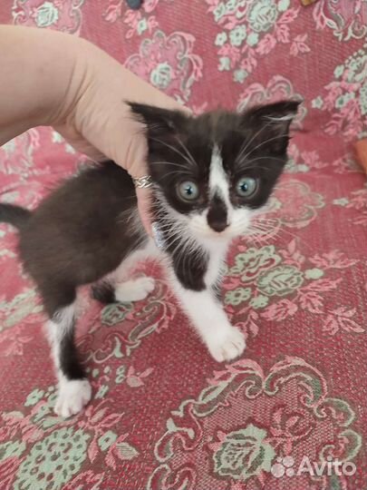 Бесплатно в добрые руки малыш котенок