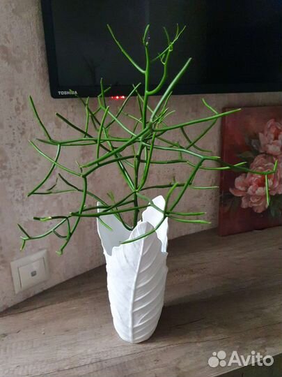 Пахистахис, Молочай Тирукалли