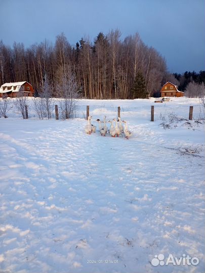 Холмогорские гуси