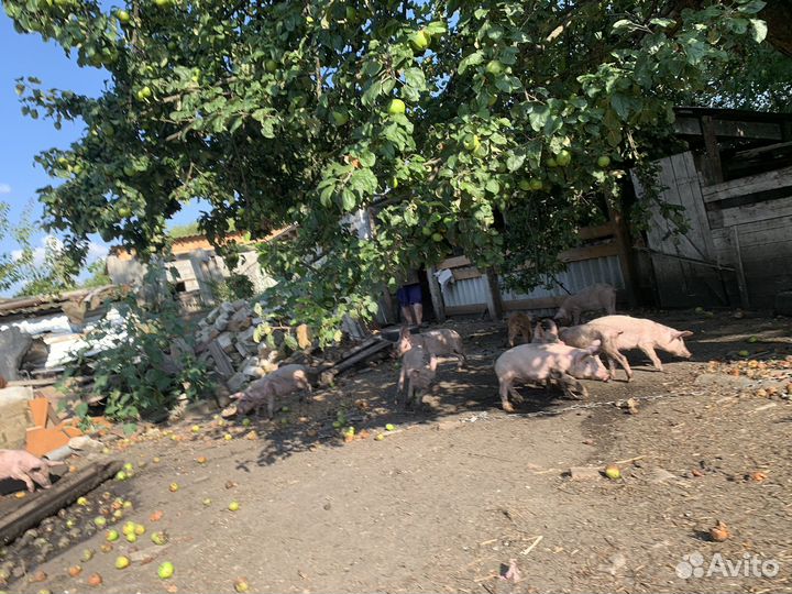 Поросята